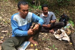 Petani keluhkan murahnya harga  pala