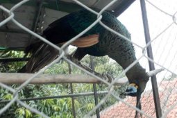 Dua satwa dilindungi diangkut BKSDA Jabar dari pasar hewan Cirebon