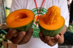 Pemkab Pasuruan daftarkan mangga alpukat untuk sertifikat kekayaan intelektual