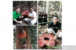 Tiga rafflesia mekar di Bengkulu