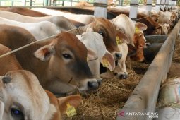 Bekerjasama dengan desa, PT Linggabayu Agro akan buka peternakan sapi di Madina