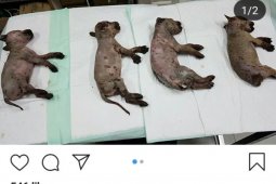 Penyiram enam anjing dengan soda api dituntut 4 bulan penjara