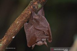 Researchers observe long-tongued megabats in Curiak Island