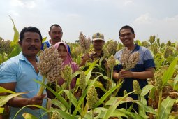 Saatnya kembali ke pangan lokal