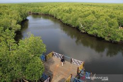 Belajar tentang lingkungan di hutan bakau Langsa