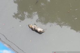 Puluhan bangkai babi berserakan di Sungai Bederah