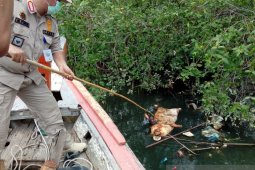 Dinas Peternakan Sumur sebut 4.682 ekor babi mati akibat virus Hog Cholera