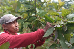 Presiden Jokowi diminta dengarkan "rintihan" petani kratom