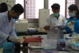 Kematian ribuan babi di Sumut terindikasi African Swine Fever