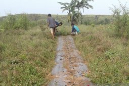 Petani Kutai Kertanegara budi daya Nilam