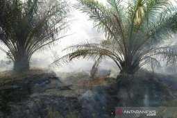 Ratusan hektare kebun karet dan sawit di Mesuji terbakar