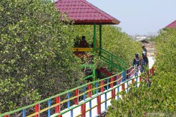 Berlibur ke Ekowisata Mangrove