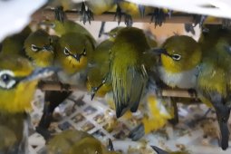 Penyelundupan ribuan burung digagalkan Karantina Cilegon