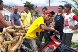 Warga disarankan jual akar kuning eceren agar harga lebih tinggi