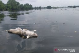 Bangkai babi berserakan di Danau Siombak, Polisi selidiki sejumlah peternakan