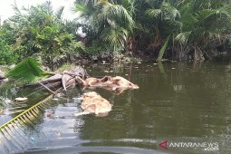 Sudah 5.800 ekor babi di Sumut mati akibat kolera