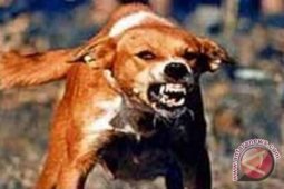 Tujuh warga Tapanuli Selatan digigit anjing gila