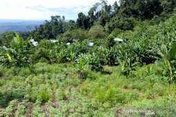 Hutan lindung di Abdya jadi permukiman warga