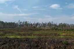 Paser siapkan 200 hektare lahan pengembangan tanaman pisang
