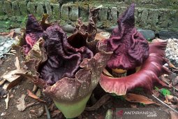 Warga temukan bunga bangkai tumbuh di pekarangan