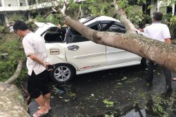 Akibat hujan disertai angin, puluhan pohon tumbang di pusat pemerintahan Banten
