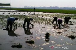 Dinas Pertanian Karawang waspadai serangan hama tanaman