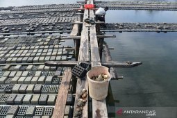 Petani tambak optimis harga ekspor kepiting soka akan meningkat