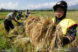 Satu penyuluh pertanian tangani tujuh desa di Kabupaten Aceh Utara