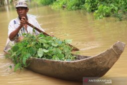 Banjir di Aceh Barat