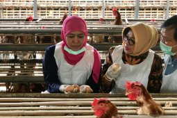 Gubernur imbau masyarakat tak khawatirkan telur ayam produksi peternak Jatim (Video)