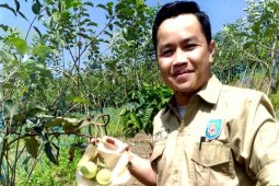 Petani Rejang Lebong budidayakan tanaman apel