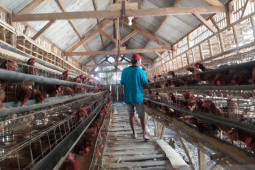 Beredar isu telur mengandung bahan kimia, Disnak Situbondo sidak peternak ayam petelur