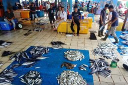 Isu bangkai babi sampai ke laut, harga ikan tongkol di Aceh anjlok