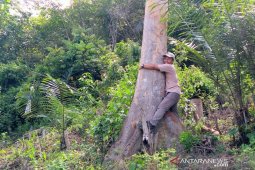 Warga Gorontalo rayakan Festival Peluk Pohon
