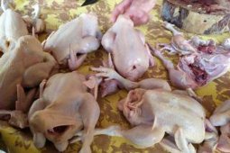 Chickens sold to government agencies in S Kalimantan