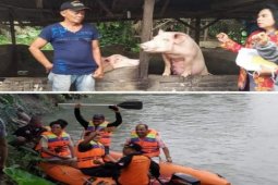 Belasan bangkai babi ditemukan di parit Kelurahan Damar Sari Tebing Tinggi