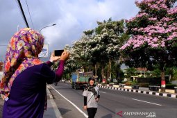 Pemkab Karawang akan tanam pohon tabebuya di lahan bekas bongkaran bangunan liar