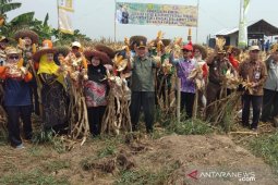 HST corn farmers make IDR12 million profit per hectare