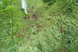Aparat kepolisian temukan tujuh hektare kebun ganja di Pegunungan Tor Sihite