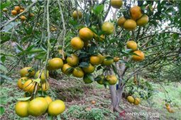 Lima kecamatan di Rejang Lebong jadi pusat pengembangan jeruk gerga