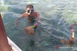 Bintang laut berduri ancaman serius terumbu karang