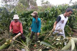 Delapan tewas sejak 2011 akibat konflik gajah di Bener Meriah