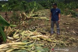 Puluhan hektare tanaman warga dirusak gajah
