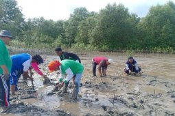 Kepala Desa Jaring Halus tanam 50.000 batang mangrove