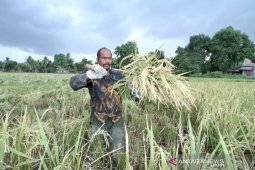 Harga gabah di Aceh Rp4.975 per kilogram