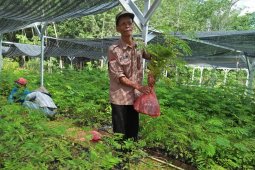 KPH Tabalong prepares free seedlings to support Green Revolution