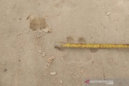 Ada temuan jejak harimau, BBKSDA minta warga waspada