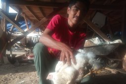 Ada ayam berkaki empat, warga berdatangan ingin melihat secara langsung
