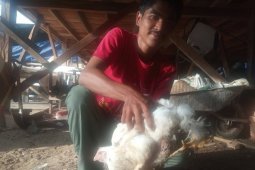 Fenomena aneh dan unik, ada ayam berkaki empat di Agam
