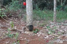 AL alias Dangdut sikat 13 kamera trap pemantau harimau, dijual Rp500 ribu